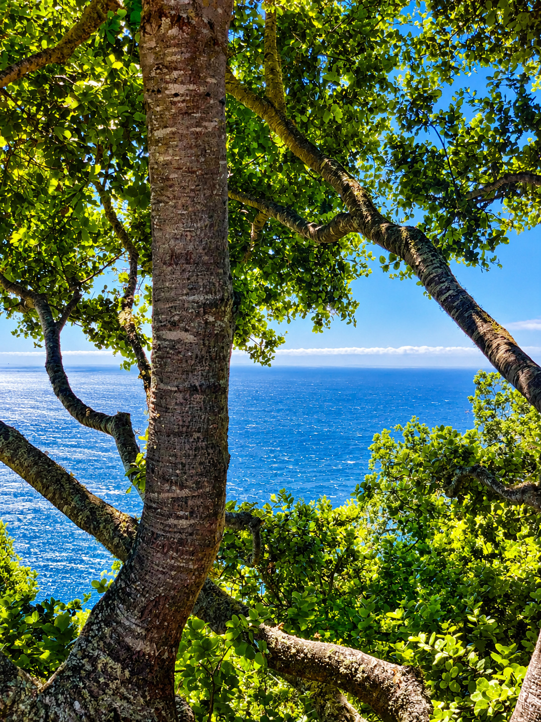 Best Easy Hikes in Big Sur for Beginners and Families