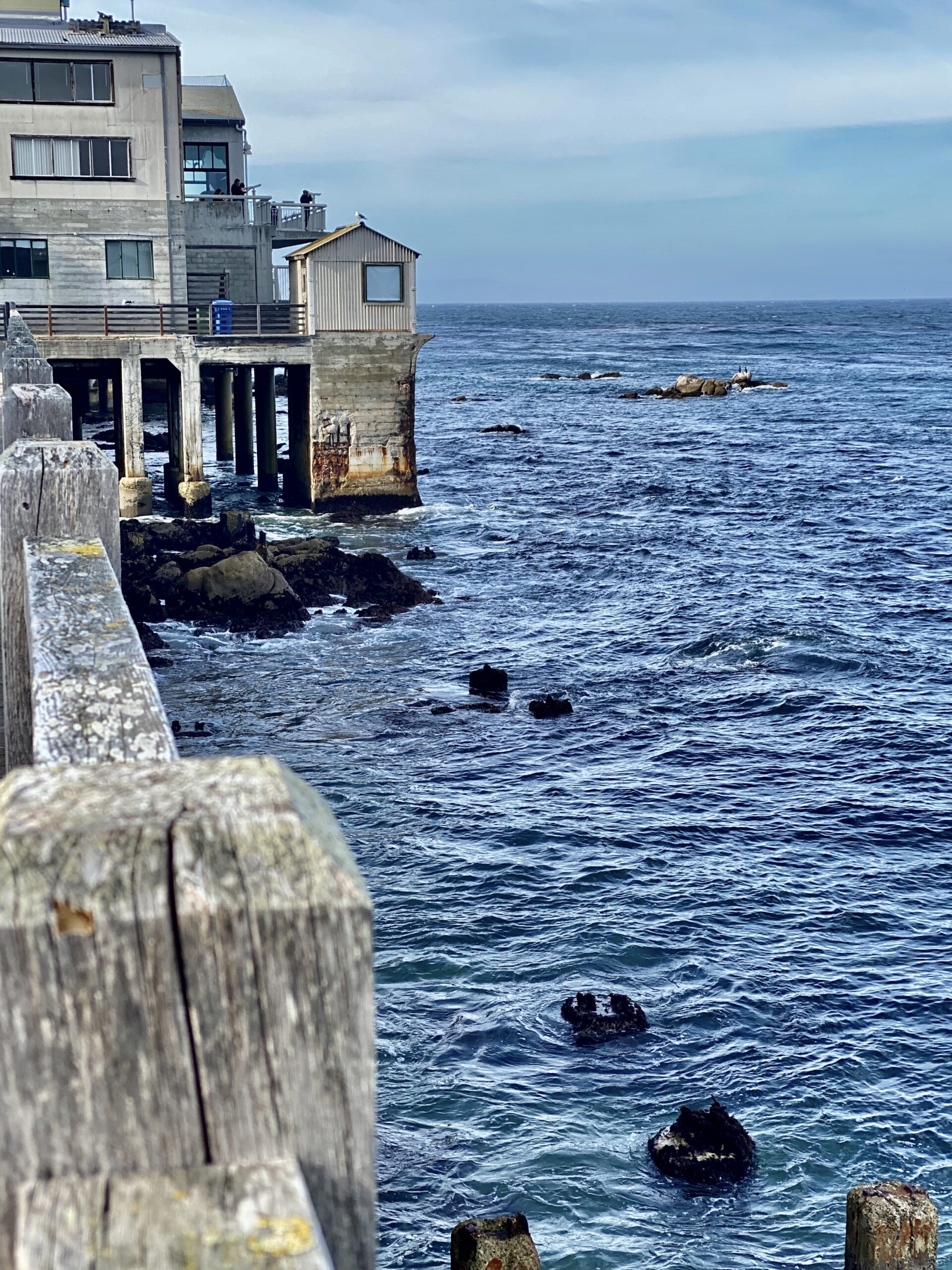 Wildlife Watching in Big Sur: Whales, Condors and Sea Otters